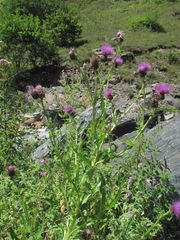 Cirsium uliginosum