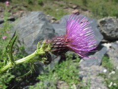 Cirsium uliginosum