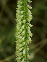 Digitalis micrantha
