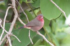 Lagonosticta rufopicta