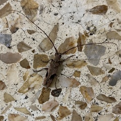 Uraecha bimaculata