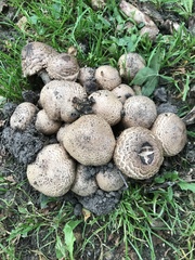 Agaricus bohusii