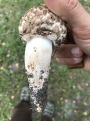 Agaricus bohusii