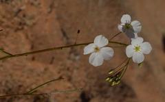 Heliophila variabilis