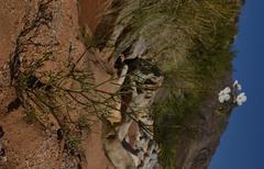 Heliophila variabilis