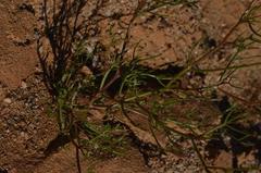 Heliophila variabilis