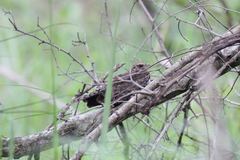 Caprimulgus vexillarius