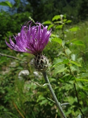 Centaurea ambigua