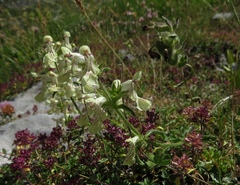 Stachys recta labiosa