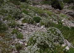 Drypis spinosa spinosa