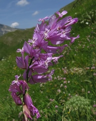 Polygala major