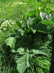 Heracleum sphondylium orsinii