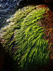 Ulva
