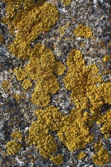 Xanthoria parietina