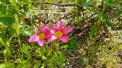 Oxalis inaequalis