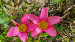 Oxalis inaequalis