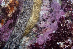 Haliotis midae