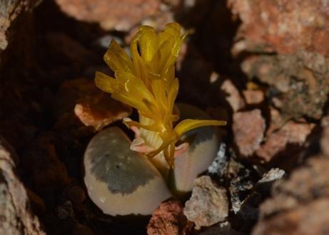 Lithops geyeri Nel 4