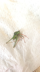 Leptophyes punctatissima