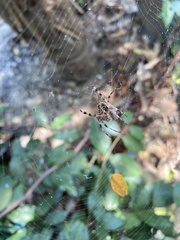 Araneus diadematus