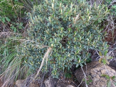 Solmsia calophylla