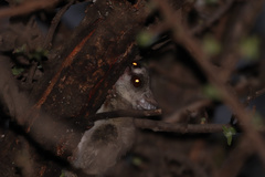 Galago moholi