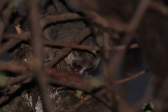 Galago moholi