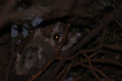 Galago moholi