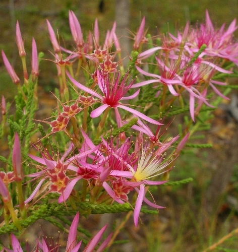 Calytrix exstipulata DC.