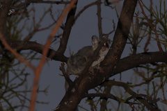 Galago moholi
