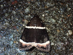 Amphipyra tripartita
