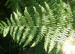 Hypolepis sparsisora