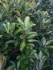 Ilex sebertii