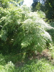 Hypolepis sparsisora