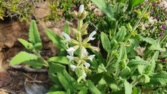 Salvia disermas