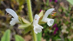 Salvia disermas