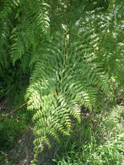 Hypolepis sparsisora