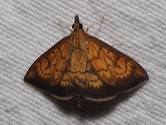 Ecpyrrhorrhoe rubiginalis