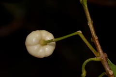 Acronychia oblongifolia