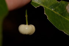 Acronychia oblongifolia