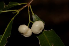Acronychia oblongifolia