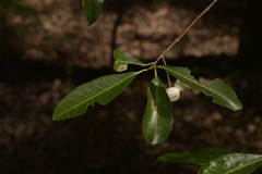 Acronychia oblongifolia
