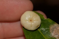 Acronychia oblongifolia