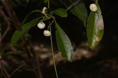 Acronychia oblongifolia