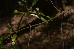 Acronychia oblongifolia