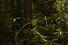 Acronychia oblongifolia