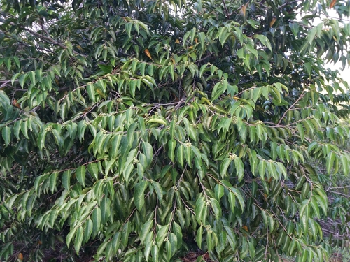 Hunga rhamnoides observed 2021-08-30
