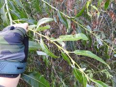Salix acutifolia