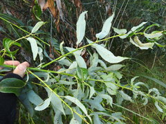 Salix acutifolia