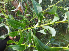 Salix acutifolia